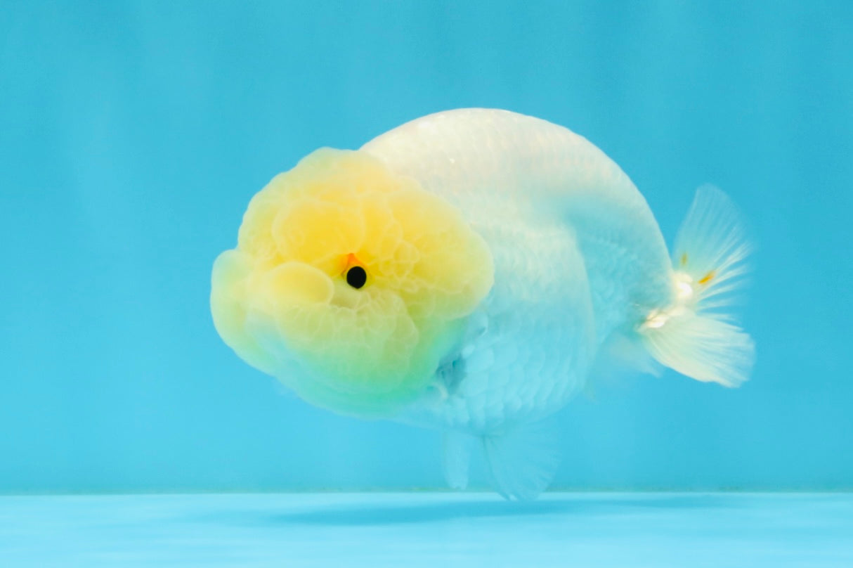 A Grade White LionQueen 4-4.5 inches #032726LC_20