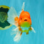 AAA Grade Red White Oranda Male 5.5 inches #072426OR_12