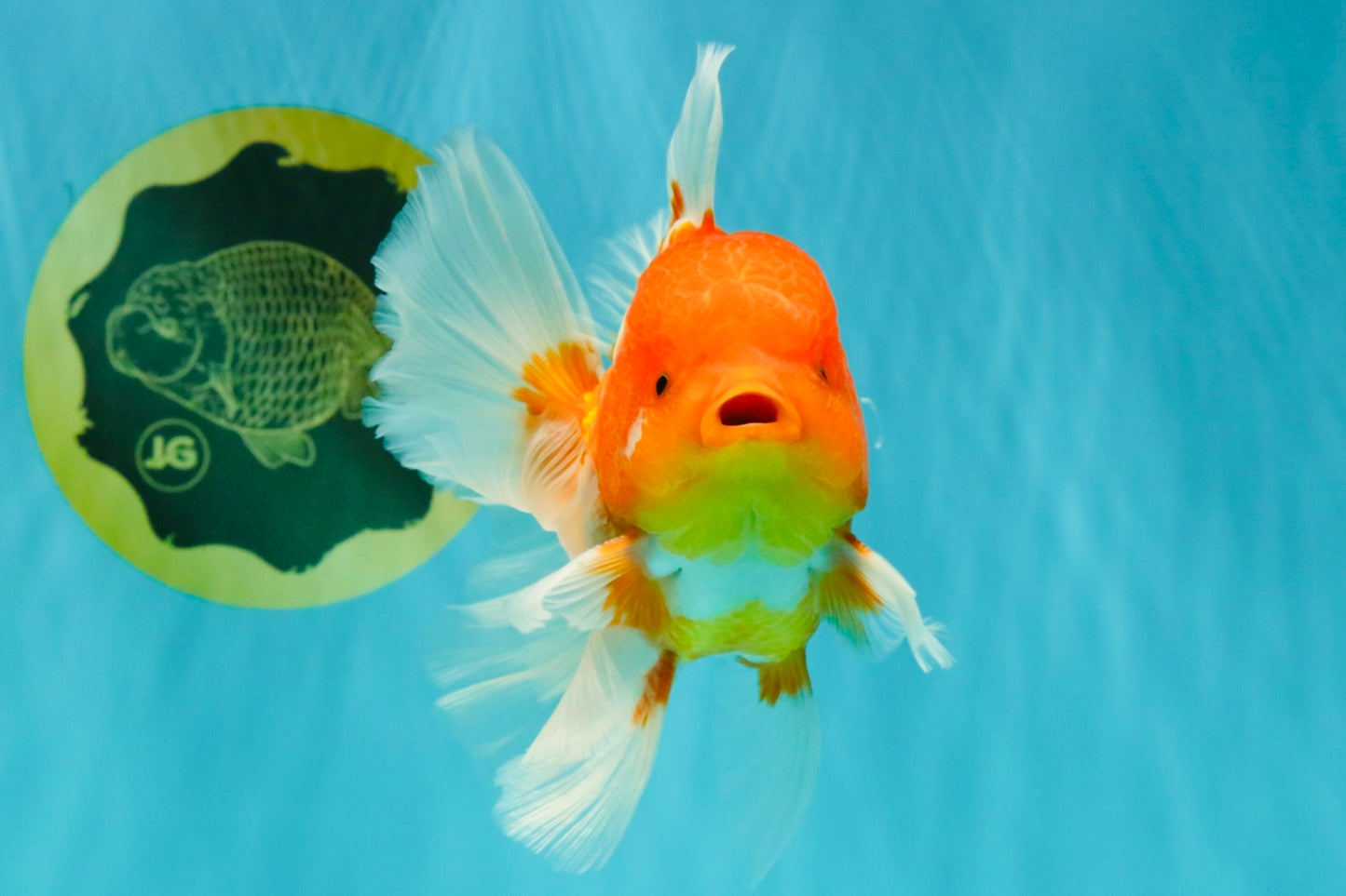 AAA Grade Red White Oranda Male 5.5 inches #072426OR_12
