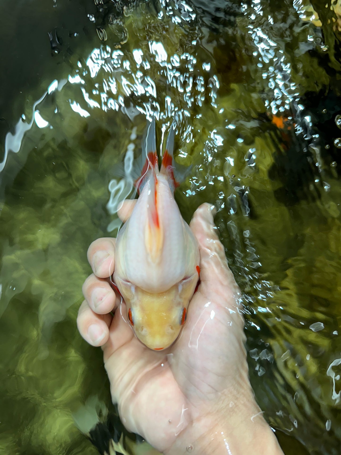 AAA Grade Red White Ryukin Female 5-5.5 inches #060625RK_33