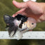 A Grade Panda Button Eyes Oranda Male 4.5-5 inches #120624OR_07