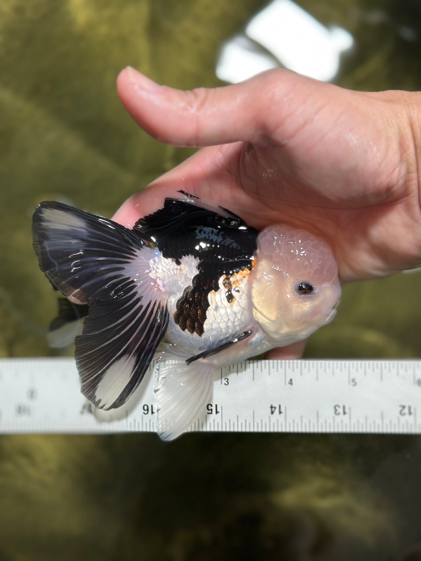 A Grade Panda Button Eyes Oranda Male 4.5-5 inches #120624OR_07