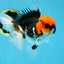 AAA Grade Tricolor Button Eyes Oranda Male 5 inches #080825OR_04