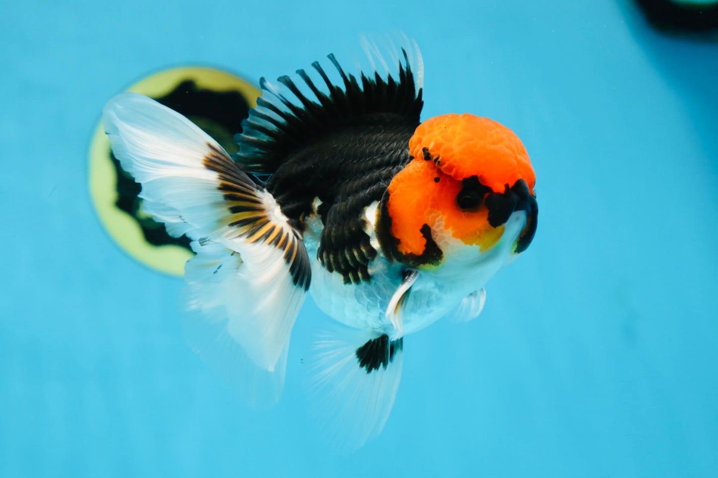 AAA Grade Tricolor Button Eyes Oranda Male 5 inches #080825OR_04