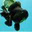 AAA Grade Broadtail Black Godzilla Oranda Male 7 inches #071026OR_01