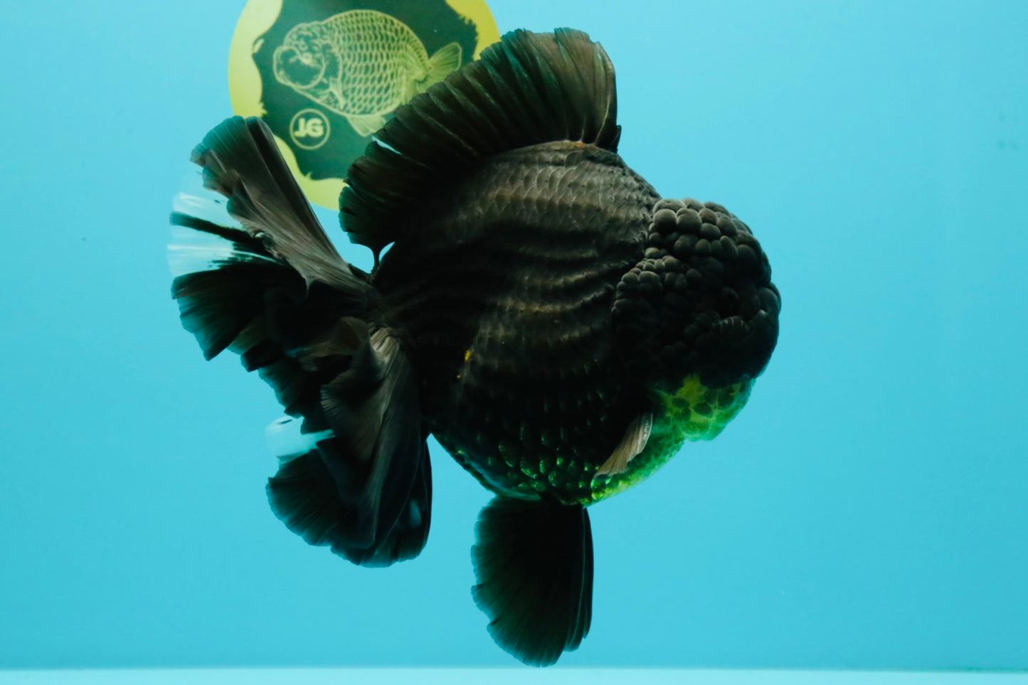 AAA Grade Broadtail Black Godzilla Oranda Male 7 inches #071026OR_01
