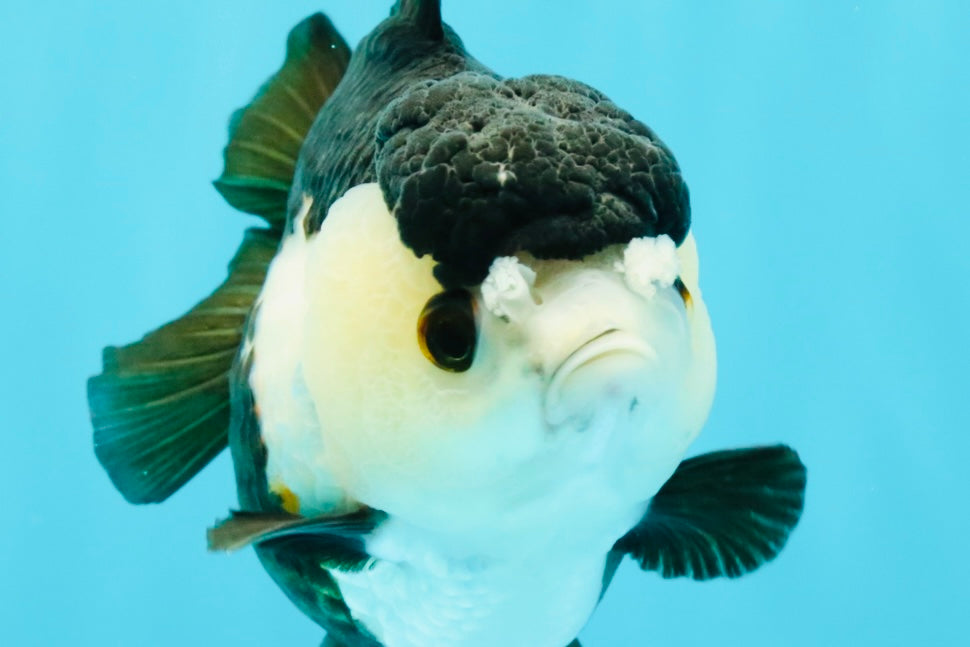 ADORABLE Pom Pom Panda Yuanbao Female 4 inches #031326YB_14