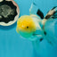 A Grade Lemonhead Panda Oranda Female 5.5 inches #1004OR_34