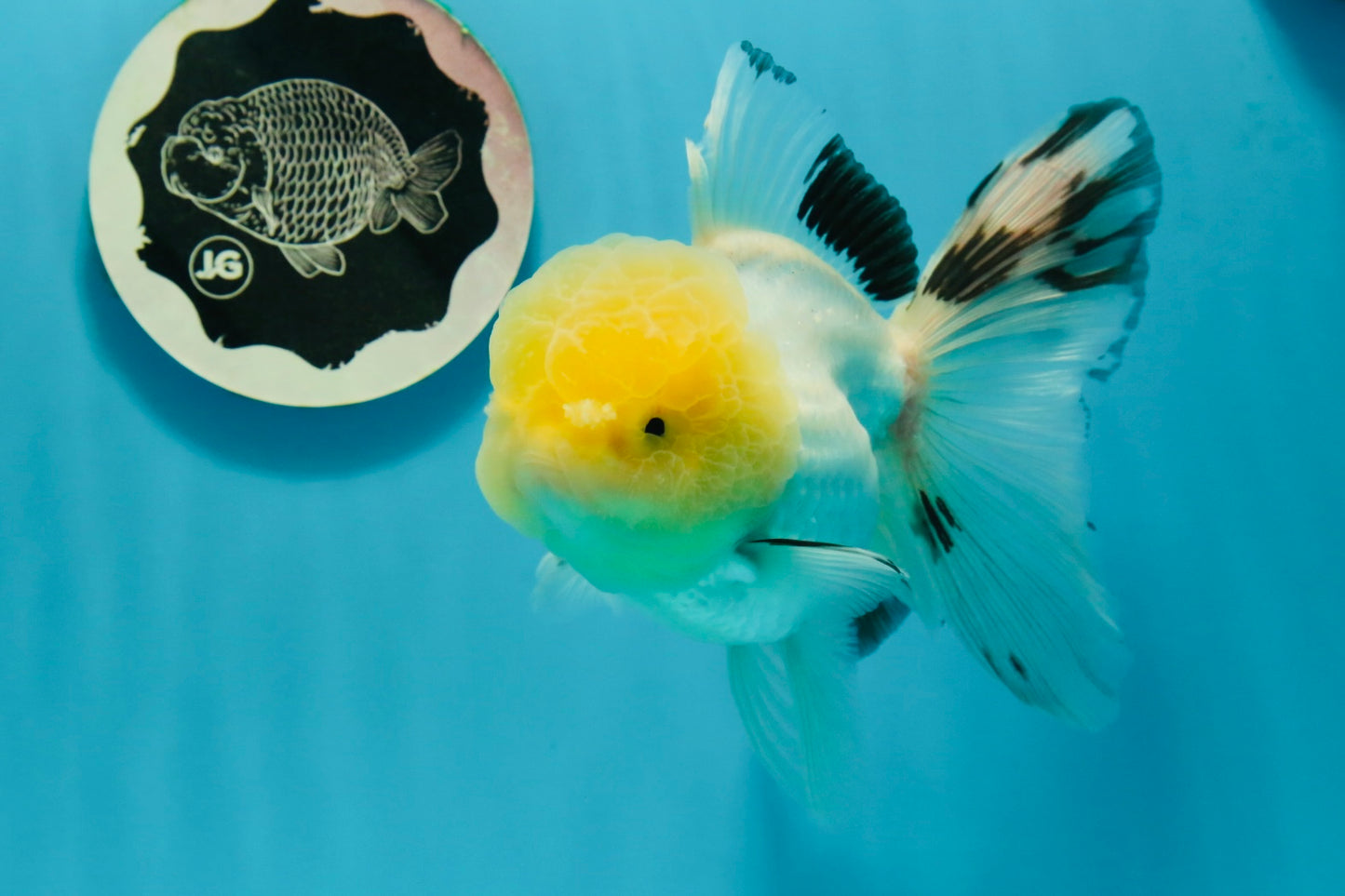 A Grade Lemonhead Panda Oranda Female 5.5 inches #1004OR_34