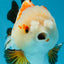 A Grade Pompom Tricolor Yuanbao Male 4 inches #052325YB_27
