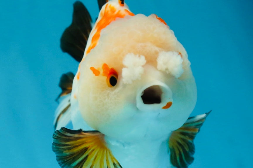 A Grade Pompom Tricolor Yuanbao Male 4 inches #052325YB_27