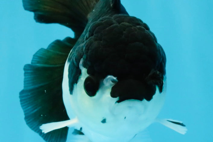 ELVIS Panda Oranda Female 5-5.5 inches #041026OR_07