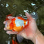 A Grade Lipstick Red White Oranda Male 6 inches #100926OR_17