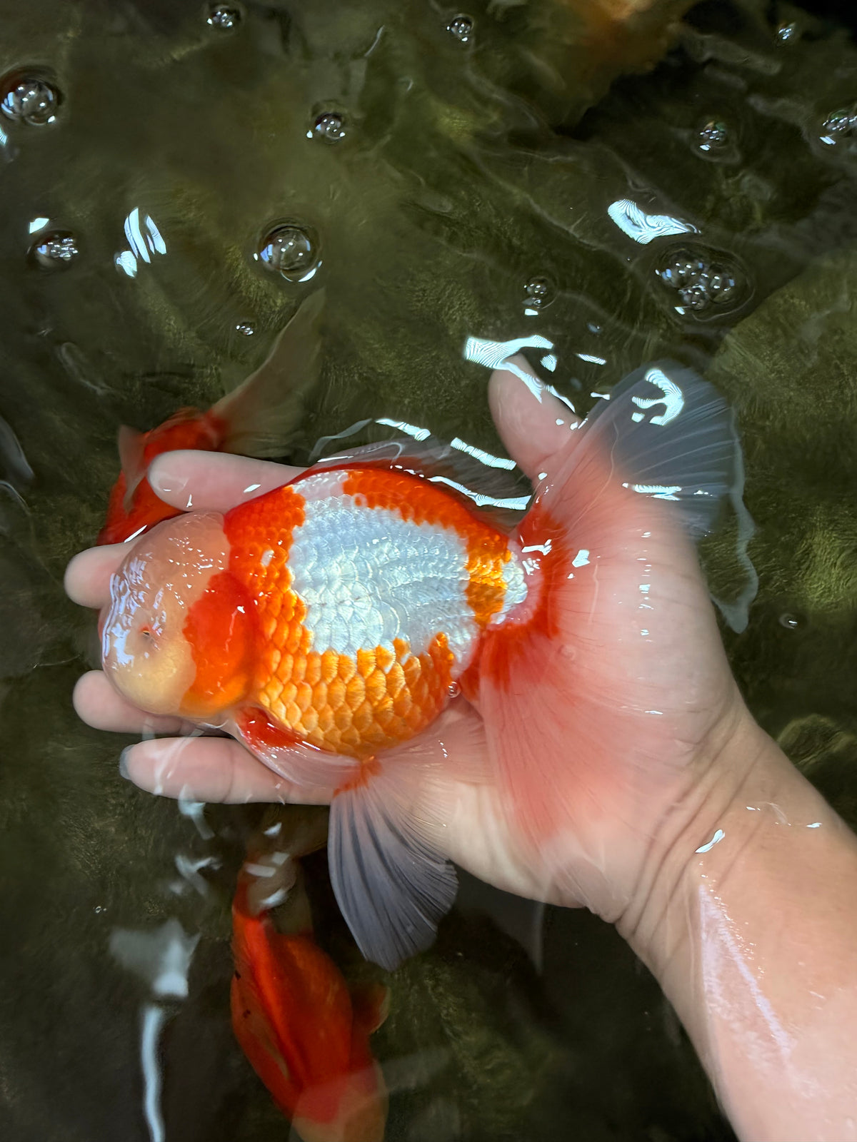A Grade Lipstick Red White Oranda Male 6 inches #100926OR_17