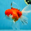 A Grade Sakura Oranda Female 5.5  inches #071125OR_09