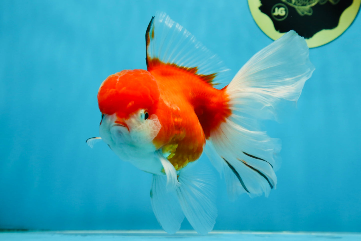 A Grade Sakura Oranda Female 5.5  inches #071125OR_09