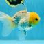 A Grade Lemonhead Button Eyes Oranda Male 5-5.5 inches #082225OR_21