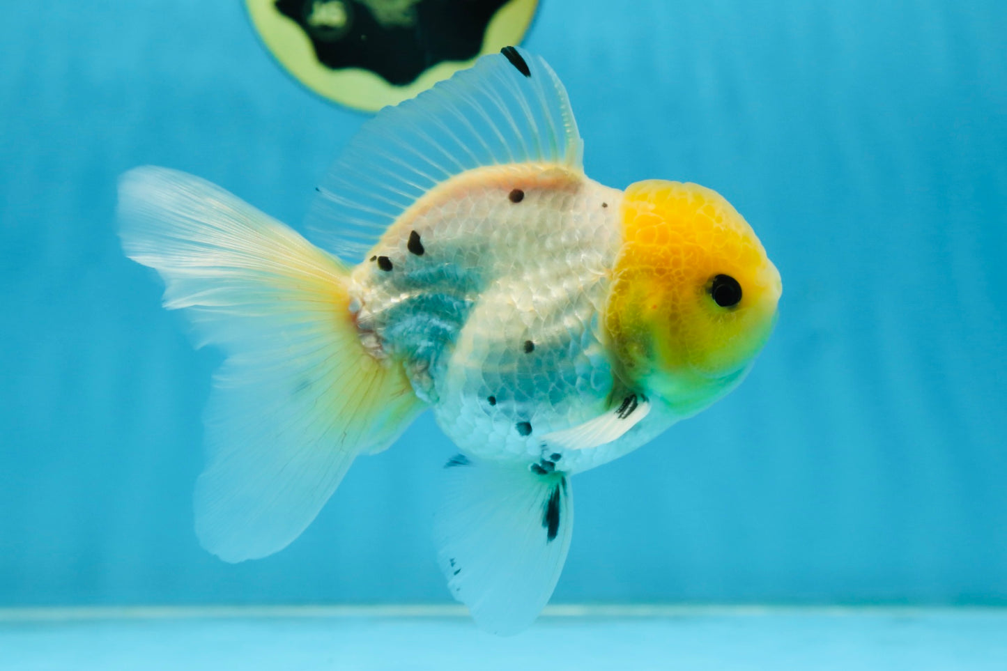 A Grade Lemonhead Button Eyes Oranda Male 5-5.5 inches #082225OR_21