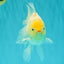 A Grade Strong Body Structure White Oranda Male 5.5-6 inches #062626OR_24