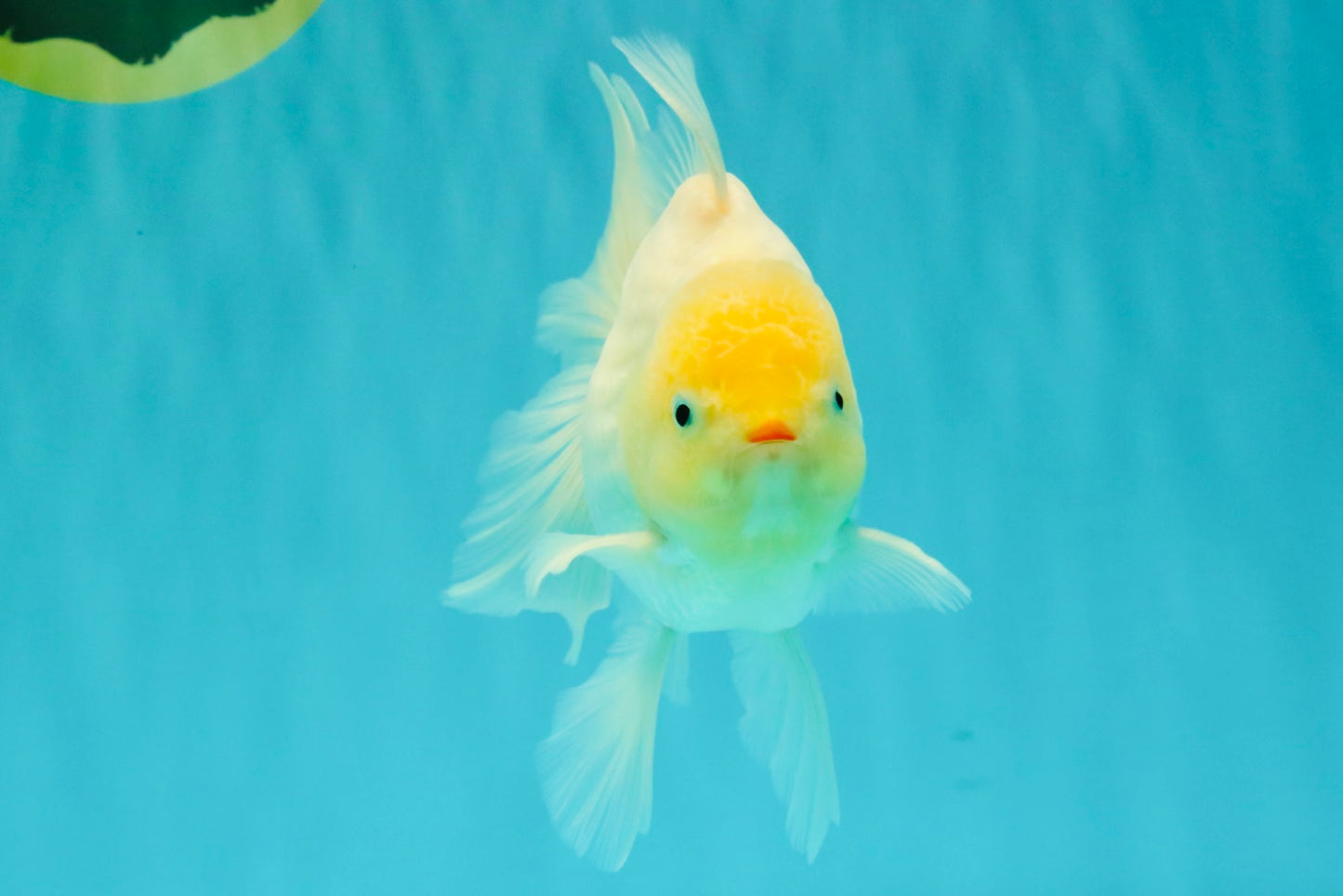 A Grade Strong Body Structure White Oranda Male 5.5-6 inches #062626OR_24