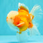 A Grade Jade Head Red White Oranda Male 5-5.5 inches #062626OR_25