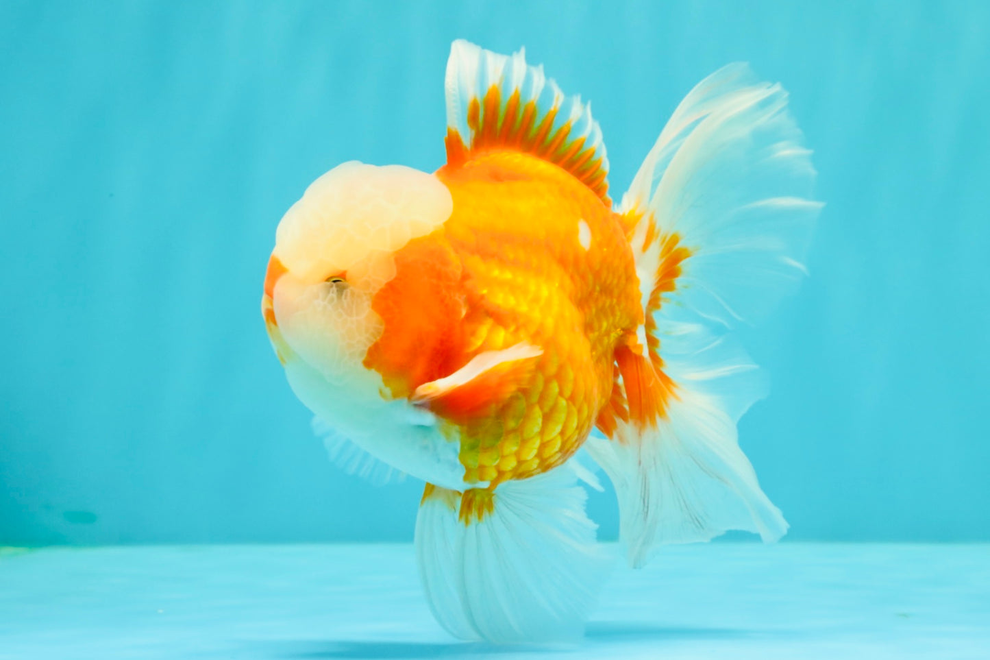 A Grade Jade Head Red White Oranda Male 5-5.5 inches #062626OR_25