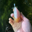 Baby Lipsticks Lemonhead Snow White Lionchu Female 3.5-4 inches #0202LC_15