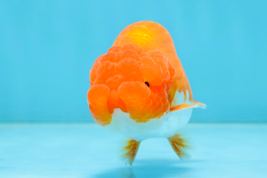 AAA Grade Young Red White LionQueen 4 inches #101025LC_08