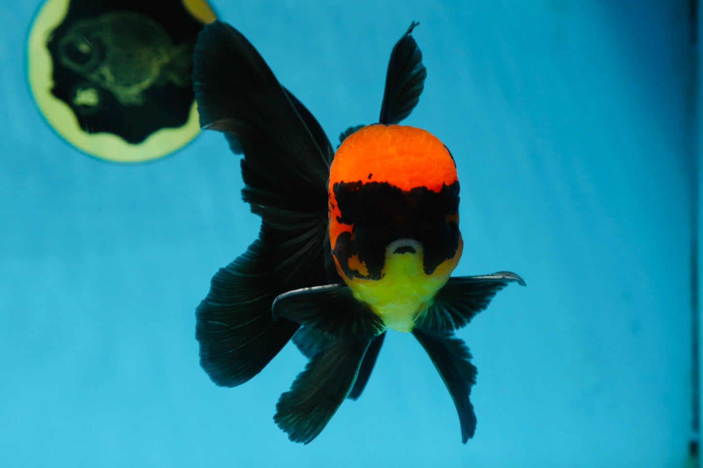 AAA Grade Batman Apache Oranda Male  5 inches #053025OR_16