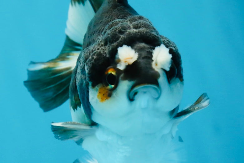 Pompom Panda Yuanbao Male 4 inches #052325YB_28