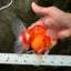 A Grade Jade Head Red White Oranda Male 5-5.5 inches #062626OR_25