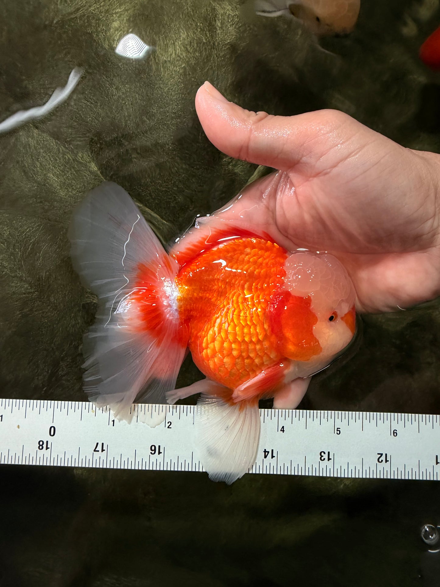 A Grade Jade Head Red White Oranda Male 5-5.5 inches #062626OR_25