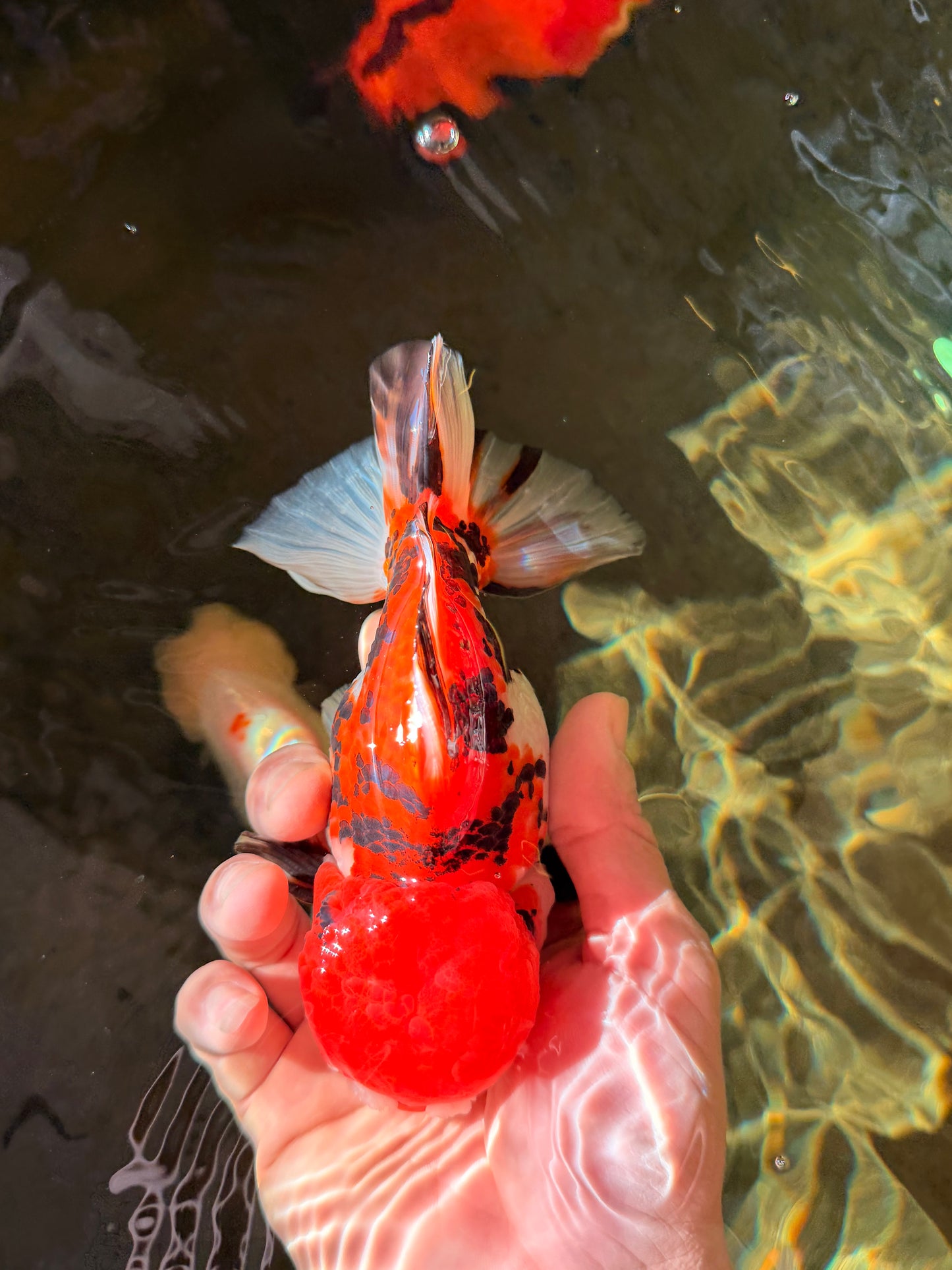 Pompom Tiger Yuanbao Male 5.5 inches #022726YB_07