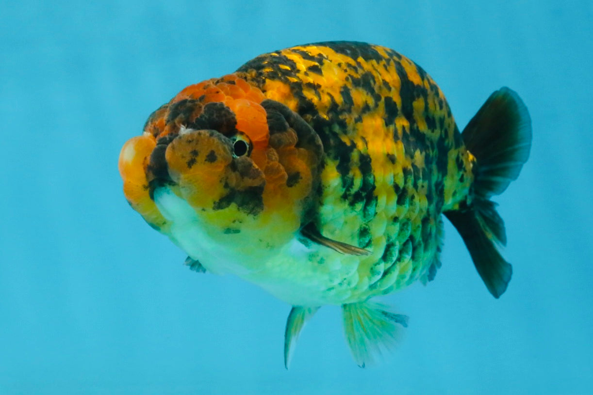 A Grade Tiger LionQueen 5.5 inches #112125LC_05