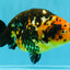 Tiger Chinese Ranchu Female 5.5 inches #022026RC_20
