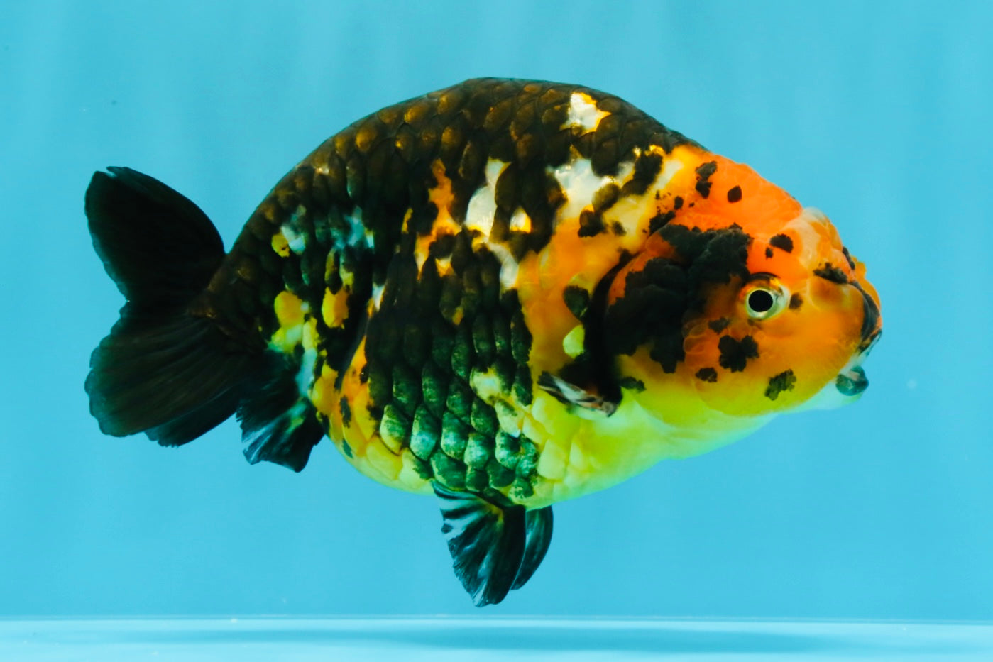 Tiger Chinese Ranchu Female 5.5 inches #022026RC_20