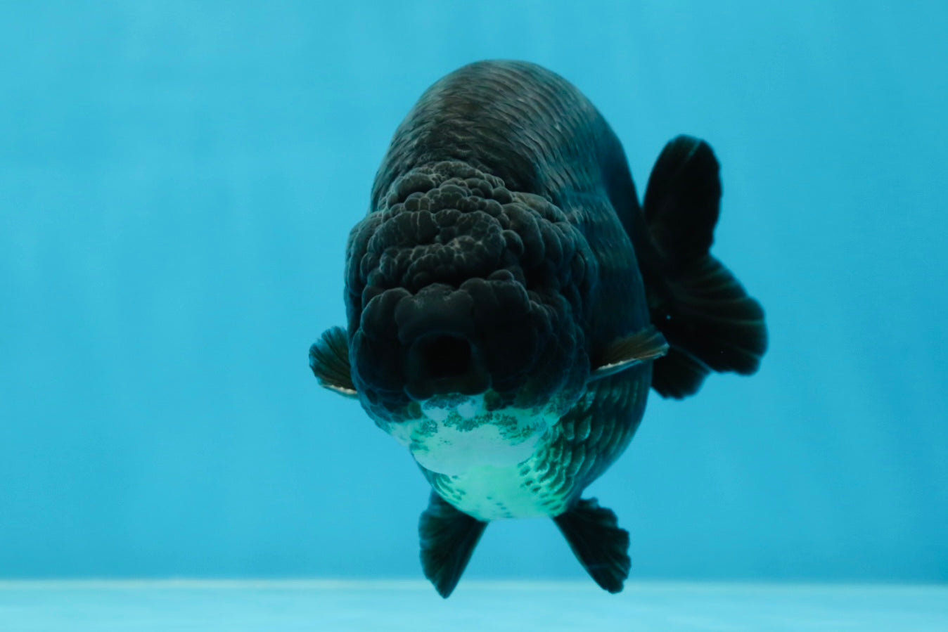 SHOW GRADE Black King Kong Strong Body Structure Ranchu Male 5.5 inches #060625RC_01