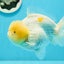 AAA Grade Lemonhead Snow White Yuanbao Male 5.5 inches #0112YB_13