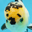 AAA Grade Panda Oranda Male 5-5.5 inches #062725OR_13