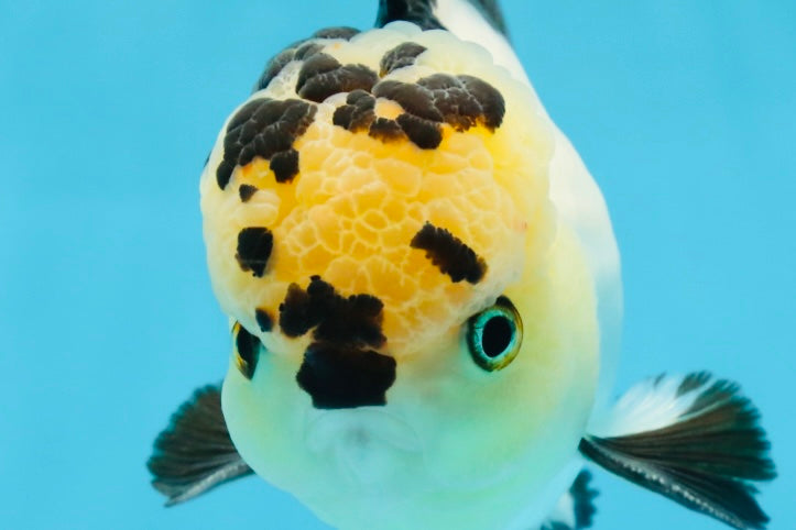 AAA Grade Panda Oranda Male 5-5.5 inches #062725OR_13