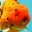 A Grade Super Big Body Tiger Oranda Male 6.5 inches #061926OR_04