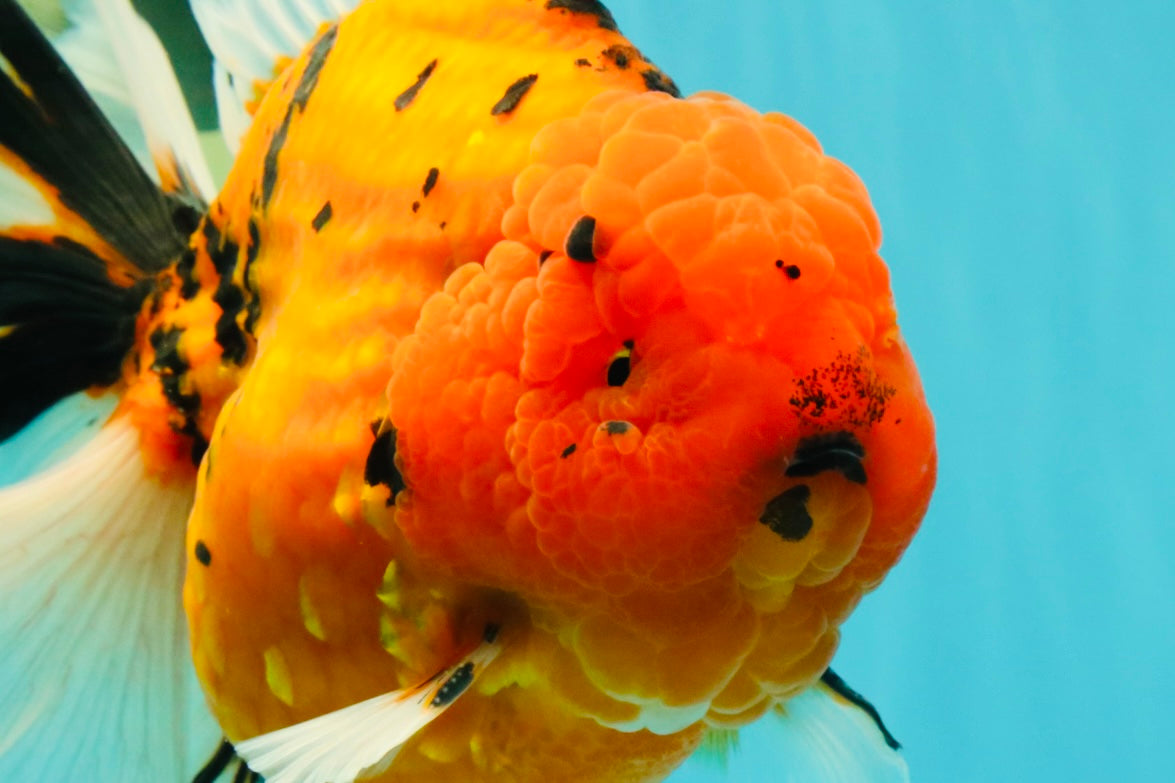 A Grade Super Big Body Tiger Oranda Male 6.5 inches #061926OR_04