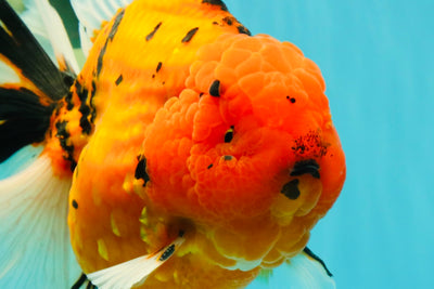 A Grade Super Big Body Tiger Oranda Male 6.5 inches #061926OR_04