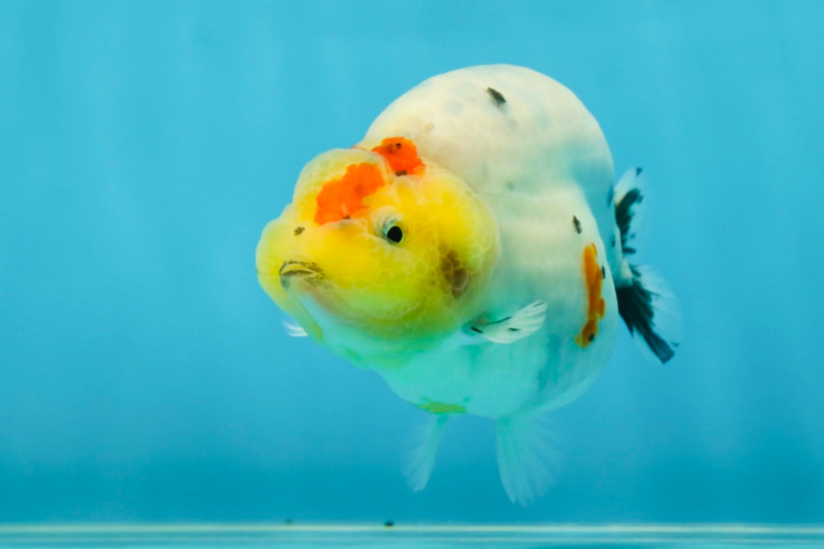 A Grade Cow Tricolor LionQueen 4 inches #050925LC_08