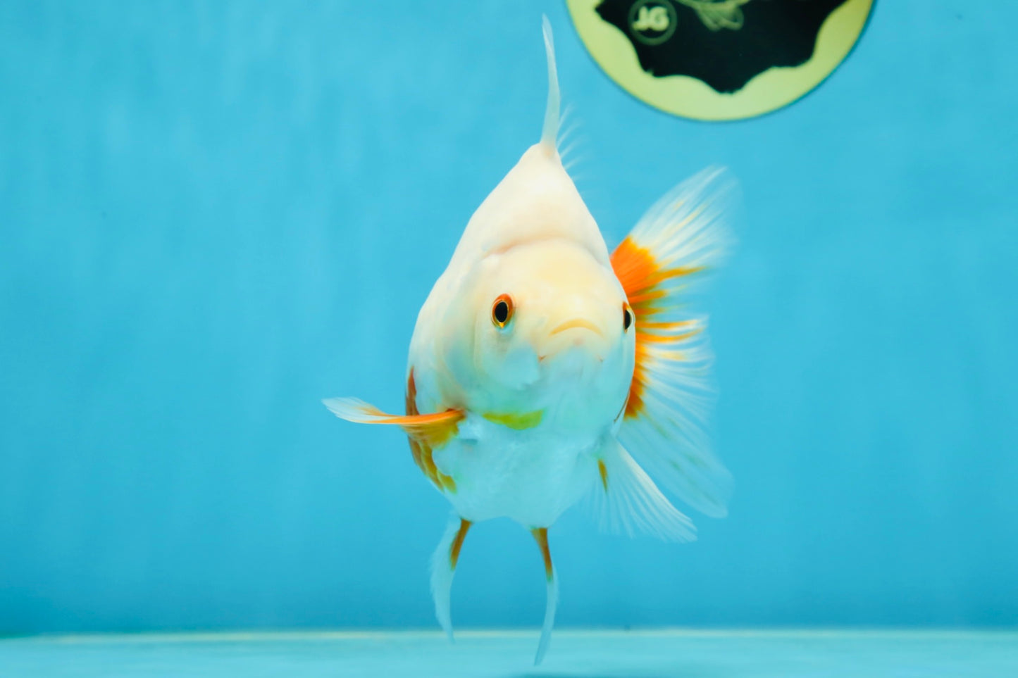 A Grade Red White Ryukin Female 5.5 inches #060625RK_31