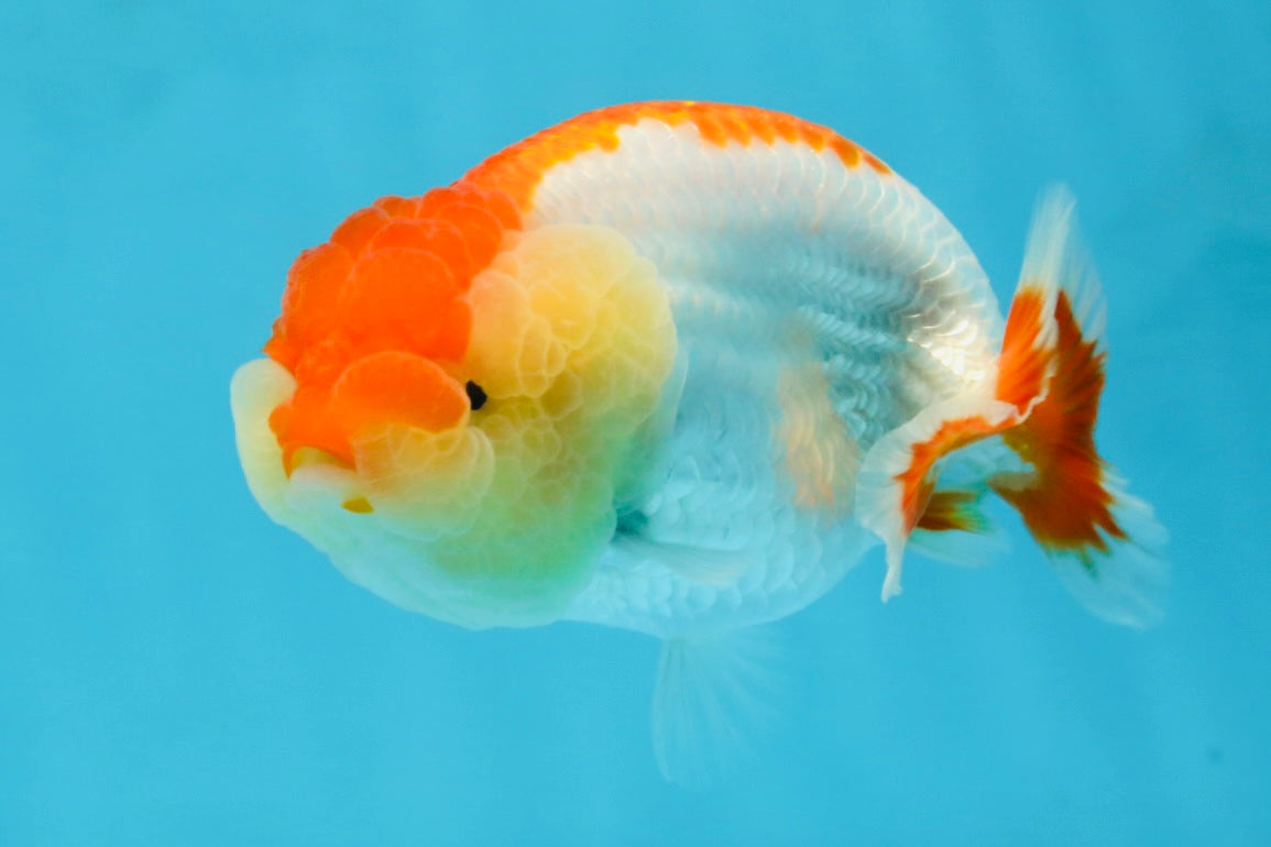 AAA Grade Young Red White LionQueen 4 inches #101025LC_01