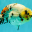 CHUBBY AAA Grade Diamond Scale Tricolor Ranchu Male 5.5 inches #100926RC_27