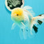 AAA Grade Lemonhead Oranda Male 5 inches #0510OR_09