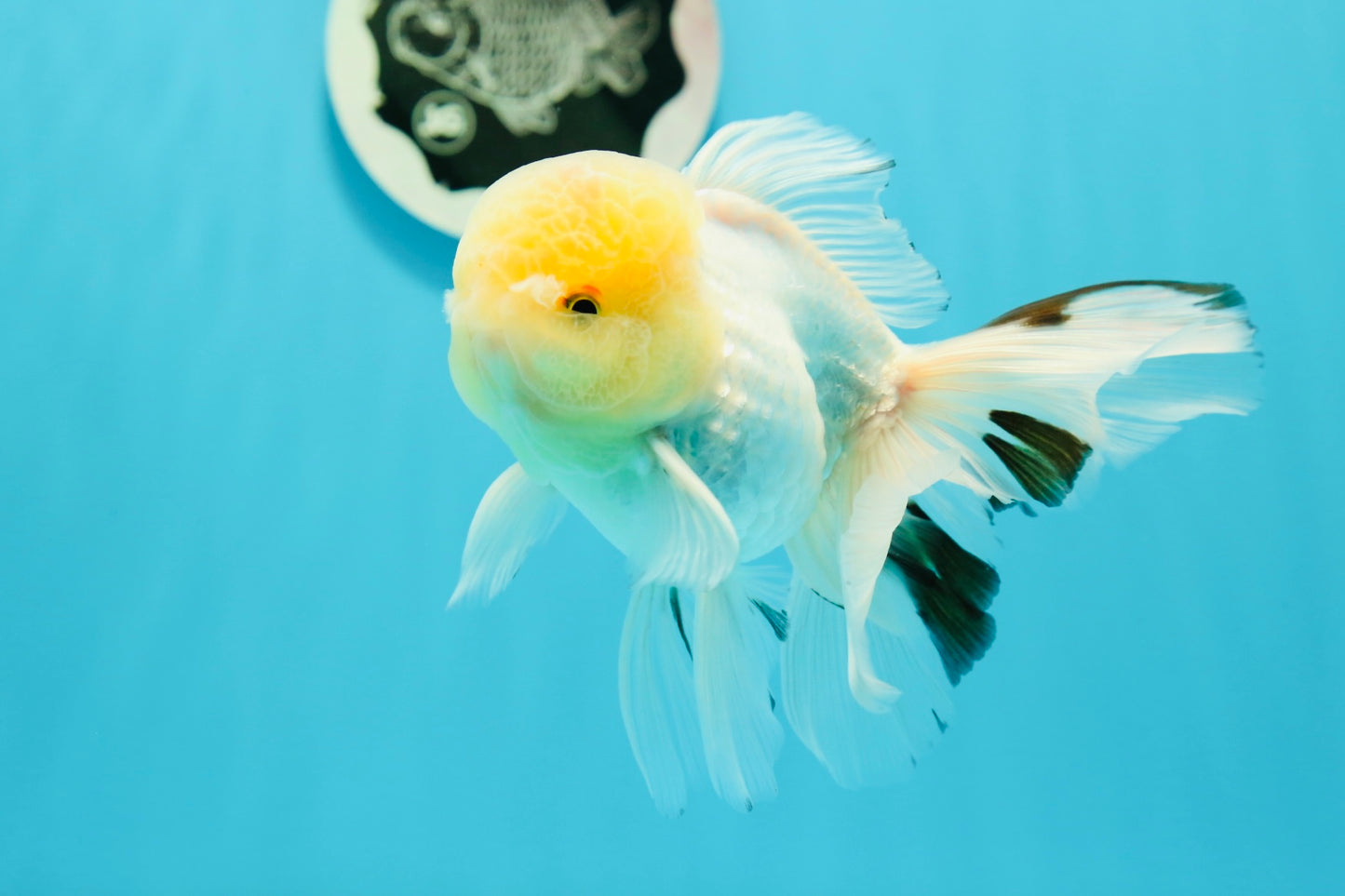 AAA Grade Lemonhead Oranda Male 5 inches #0510OR_09