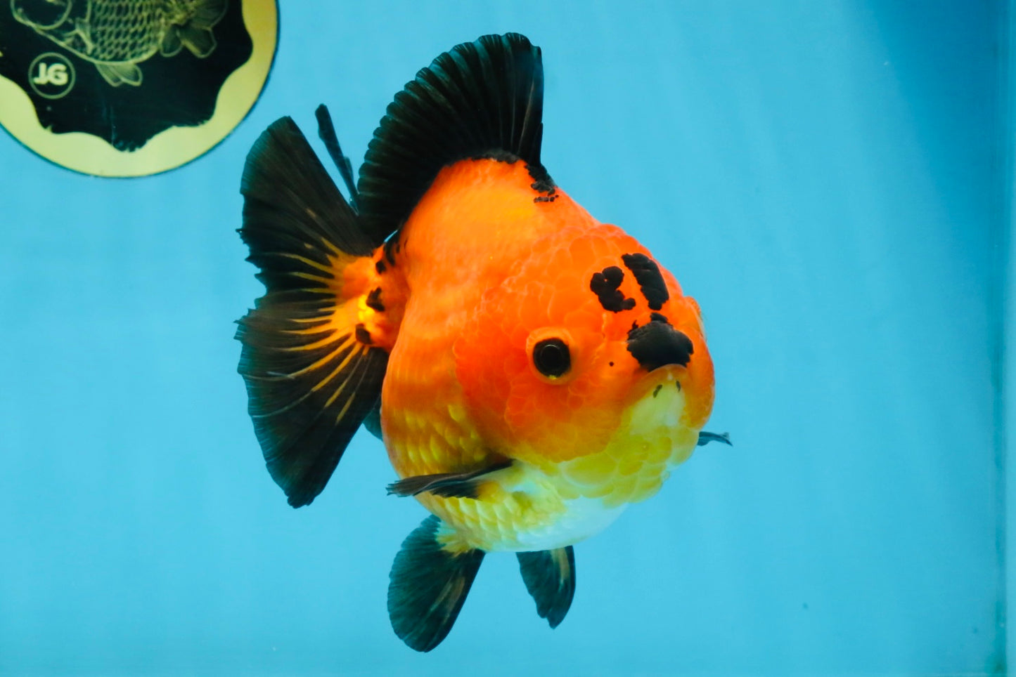 CHONKY A Grade Apache Yuanbao Female 5.5 inches #112825YB_17